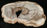 Wide Araucaria Petrifed Wood Slab - Brazil #5622-1